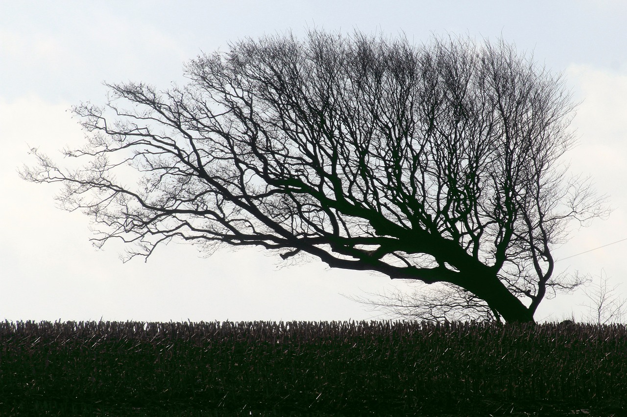 The Trees and the Wind